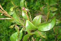 Elytranthe pseudopsilantha